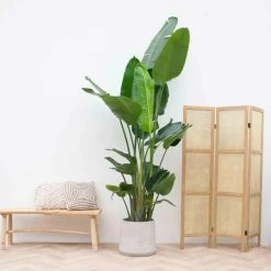 Strelitzia Nicolai Xxl - H210cm - Très Grande Plante D'intérieur -Jardin Et Extérieur 023dac57f82734bb