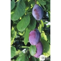 Prunier Quetsche D'Alsace : Gobelet 3 Ans D'âge Ctr 12 Litres -Jardin Et Extérieur 37823 003