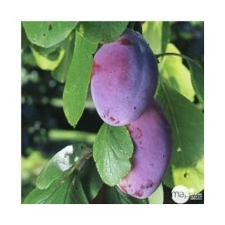 Prunier Quetsche D'Alsace : Gobelet 3 Ans D'âge Ctr 12 Litres -Jardin Et Extérieur 37823 004