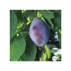 Prunier Quetsche D'Alsace : Gobelet 3 Ans D'âge Ctr 12 Litres -Jardin Et Extérieur 37823 006