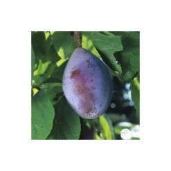 Prunier Quetsche D'Alsace : Gobelet 3 Ans D'âge Ctr 12 Litres -Jardin Et Extérieur 37823 007