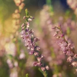 Bruyère D'été Vulgaris Winter Chocolate/pot De 3l - 20/40 Cm