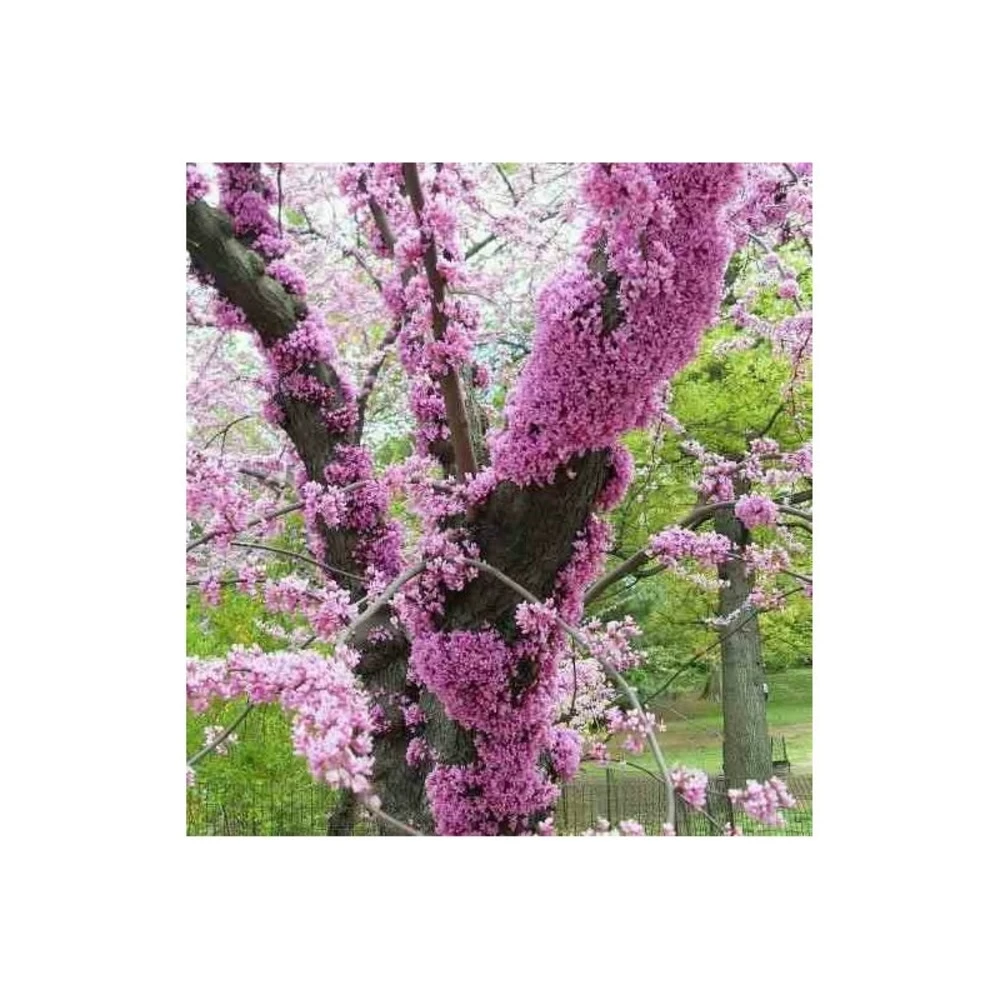 Cercis Siliquastrum (arbre De Judée) Taille Pot De 6 Litres - 140/150cm - Rose 4 Cercis Siliquastrum (arbre De Judée) Taille Pot De 6 Litres - 140/150cm - Rose – Image 2