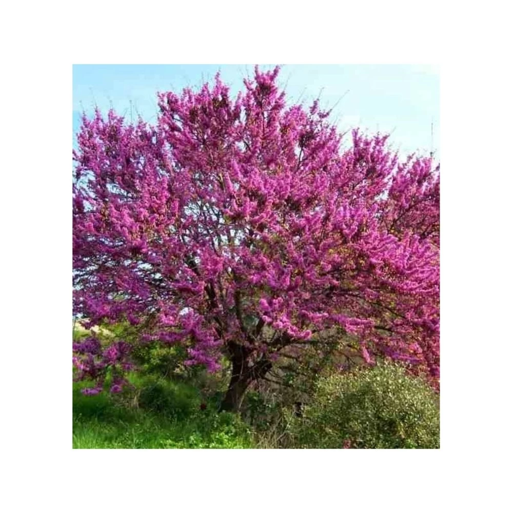 Cercis Siliquastrum (arbre De Judée) Taille Pot De 6 Litres - 140/150cm - Rose 3 Cercis Siliquastrum (arbre De Judée) Taille Pot De 6 Litres - 140/150cm - Rose