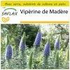 Kit De Culture - Vipérine De Madère - 100 Graines - Echium Fastuosa 2 Kit De Culture - Vipérine De Madère - 100 Graines - Echium Fastuosa -Jardin Et Extérieur 640641228f6520.16115787
