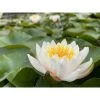Nymphaea 'walter Pagels' -Jardin Et Extérieur 642dbb6cb311b0.93667749