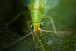 Chrysope 300 Oeufs 9 Chrysope 300 Oeufs -Jardin Et Extérieur 644c0d80415e41.87891519