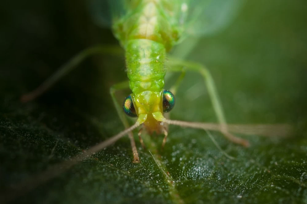 Chrysope 300 Oeufs 6 Chrysope 300 Oeufs – Image 4