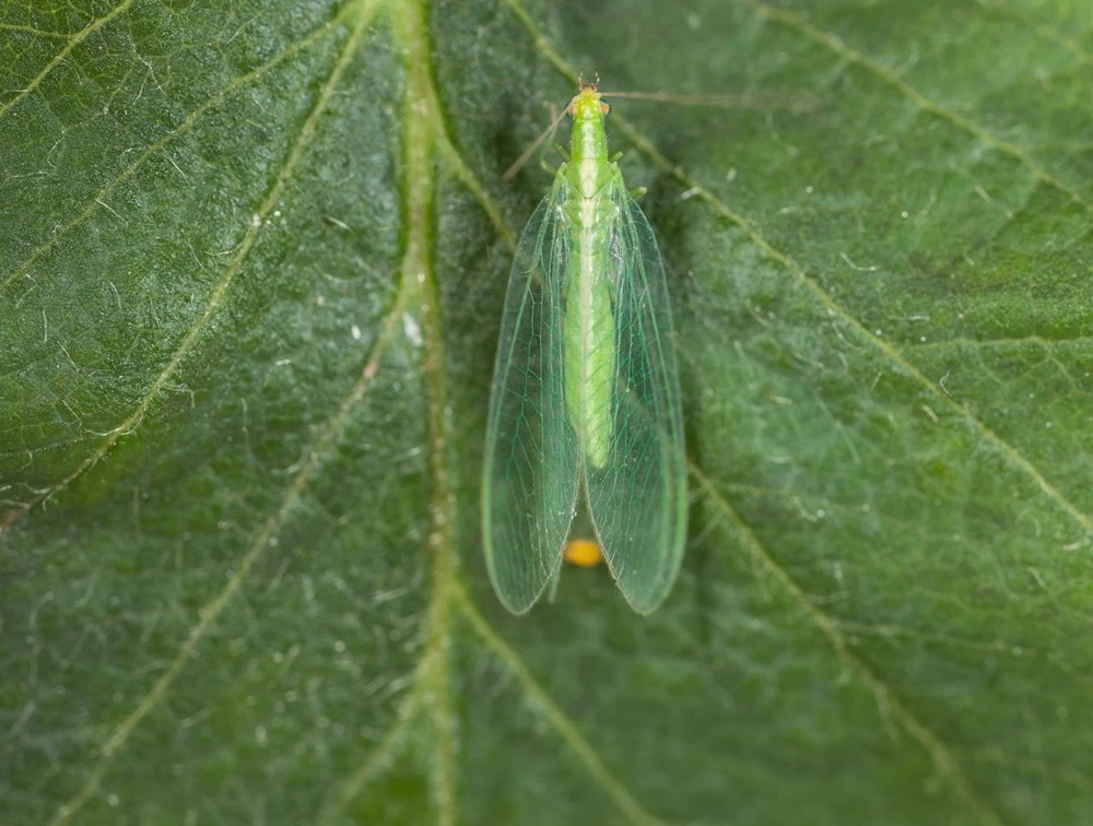 Chrysope 300 Oeufs 5 Chrysope 300 Oeufs – Image 3