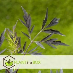 Sambucus Nigra 'black Lace' - Set De 4 - Pot 17cm - Hauteur 25-40cm 8 Sambucus Nigra 'black Lace' - Set De 4 - Pot 17cm - Hauteur 25-40cm -Jardin Et Extérieur 64594fe0141756.78917904