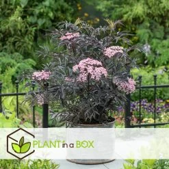 Sambucus Nigra 'black Lace' - Set De 4 - Pot 17cm - Hauteur 25-40cm 10 Sambucus Nigra 'black Lace' - Set De 4 - Pot 17cm - Hauteur 25-40cm -Jardin Et Extérieur 64594fe017ff58.54905189