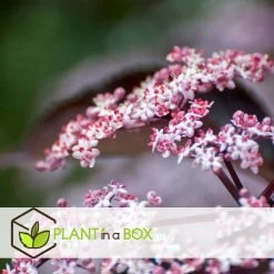 Sambucus Nigra 'black Lace' - Set De 4 - Pot 17cm - Hauteur 25-40cm 9 Sambucus Nigra 'black Lace' - Set De 4 - Pot 17cm - Hauteur 25-40cm -Jardin Et Extérieur 64594fe01c6815.60092599