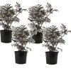 Sambucus Nigra 'black Lace' - Set De 4 - Pot 17cm - Hauteur 25-40cm -Jardin Et Extérieur 64594fe02fd2c6.05769829