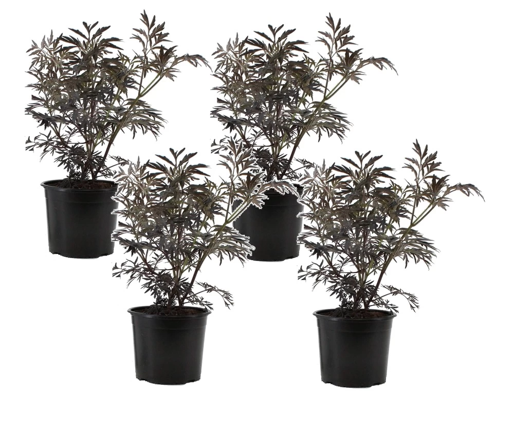 Sambucus Nigra 'black Lace' - Set De 4 - Pot 17cm - Hauteur 25-40cm 3 Sambucus Nigra 'black Lace' - Set De 4 - Pot 17cm - Hauteur 25-40cm
