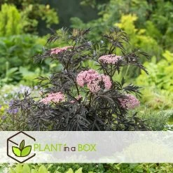 Sambucus Nigra 'black Lace' - Set De 4 - Pot 17cm - Hauteur 25-40cm 11 Sambucus Nigra 'black Lace' - Set De 4 - Pot 17cm - Hauteur 25-40cm -Jardin Et Extérieur 64594fe03806c9.54643939