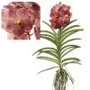 Vanda Leopard Coral - Orchidée Tropicale - Orchidée En Fleur - Hauteur 75-85cm -Jardin Et Extérieur 64595220a70c31.25970141