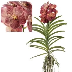 Vanda Leopard Coral - Orchidée Tropicale - Orchidée En Fleur - Hauteur 75-85cm
