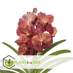 Vanda Leopard Coral - Orchidée Tropicale - Orchidée En Fleur - Hauteur 75-85cm 7 Vanda Leopard Coral - Orchidée Tropicale - Orchidée En Fleur - Hauteur 75-85cm -Jardin Et Extérieur 64595220aba3b5.16105552