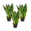 Lot De 3 Sanseveria Laurentii Trafasciata - Chanvre Vert-jaune - Pot De 9cm, Hauteur Totale Env. 20-25cm -Jardin Et Extérieur 646228a4c300a8.33416928