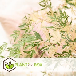 Érable Du Japon 'taylor' - Set De 2 - érable - Pot 19cm - Hauteur 60-70cm -Jardin Et Extérieur 649325931c4e33.62041123