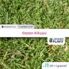 11 X Gazon Kikuyu En Godet -Jardin Et Extérieur 6495cfc4984306.18129124