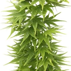 Acer Palmatum 'Mikawa Yatsubusa' : C5L H.30/40cm