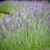 Lavandula 'phenomenal' : Pot 5L -Jardin Et Extérieur 873199 001
