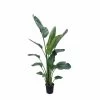 Strelitzia Nicolai Xxl - H210cm - Très Grande Plante D'intérieur -Jardin Et Extérieur 8fbde405258b6644