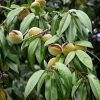 Amandier Nain Autofertile Fruit Me Almond Me - Prunus Dulcis 2 Amandier Nain Autofertile Fruit Me Almond Me - Prunus Dulcis -Jardin Et Extérieur Amandier nain autofertile Fruit me Almond me Prunus dulcis copyright 16221 1