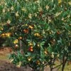 Arbutus Unedo Atlantic - Arbousier -Jardin Et Extérieur Arbutus unedo 82783 1
