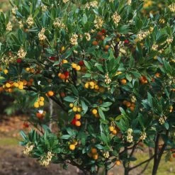 Arbutus Unedo Atlantic - Arbousier