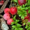 Canneberge Early Black - Vaccinium Macrocarpon - Cranberry -Jardin Et Extérieur Canneberge Early Black 78040 1