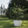 Cerisier Nain Cherry Baby 2 Cerisier Nain Cherry Baby -Jardin Et Extérieur Cerisier nain Cherry Baby IF 1827101 1
