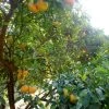 Mandarinier Satsuma - Citrus Unshiu -Jardin Et Extérieur Citrus unshiu 83371 1