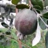 Feijoa Ou Acca Sellowiana Apollo - Goyavier Du Brésil -Jardin Et Extérieur Feijoa ou Acca sellowiana Apollo Goyavier du Bresil IF 180081 1
