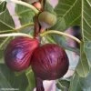 Figuier Violette Dauphine -Jardin Et Extérieur Figuier Violette Dauphine 82814 1