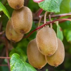 Kiwi Autofertile Boskoop - Actinidia Deliciosa