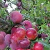 Pluot Pink Candy - Prunus Pluot -Jardin Et Extérieur PluotPink Candy 78217 1