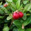 Canneberge - Cranberry - Vaccinium Macrocarpon