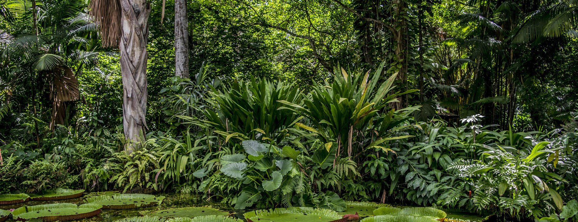 Jardin Et Extérieur 3 Jardin Et Extérieur -Jardin Et Extérieur amazon 4769367 1920