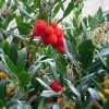 Arbutus Unedo - Arbousier -Jardin Et Extérieur arbutus unedo 781557 5