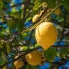 Citronnier De Syracuse - Citrus Limon Femminello Siracusano -Jardin Et Extérieur citrus limon femminello siracusano 87038 4
