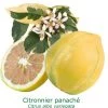 Citronnier Rose 4 Saisons Bio Tailles:pot De 3 Litres, Hauteur 30/40 Cm -Jardin Et Extérieur e57bdc03fb8a5e7c
